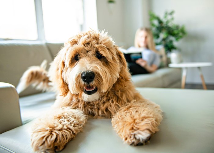 woman with his Golden Labradoodle dog reading at home